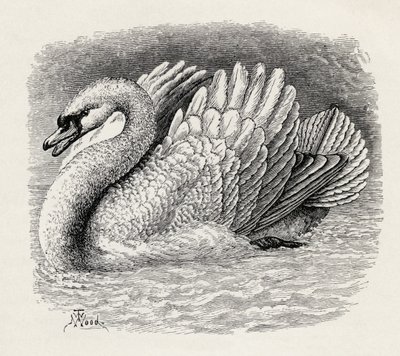 Schwan vertreibt einen Eindringling, aus Charles Darwins 